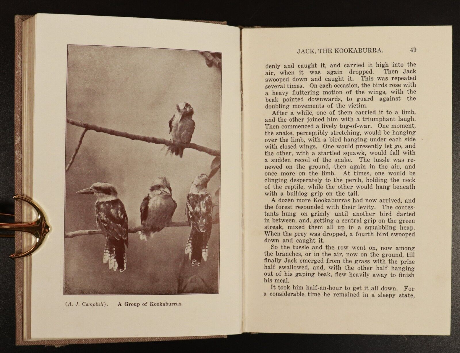 c1921 Spotty The Bower-Bird by E.S. Sorenson Antique Australian Childrens Book