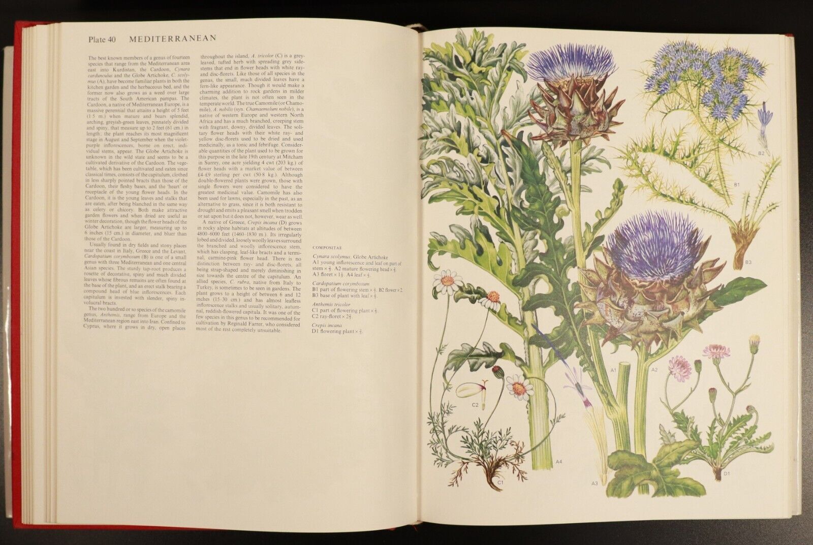 1970 Wild Flowers Of The World Paintings By Barbara Everard Nature Book