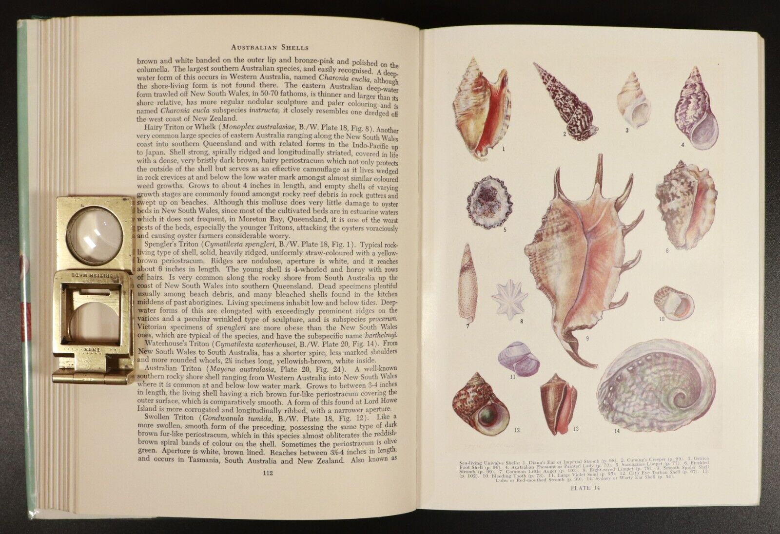 1962 Australian Shells by Joyce Allan Natural History Book Australia Illustrated