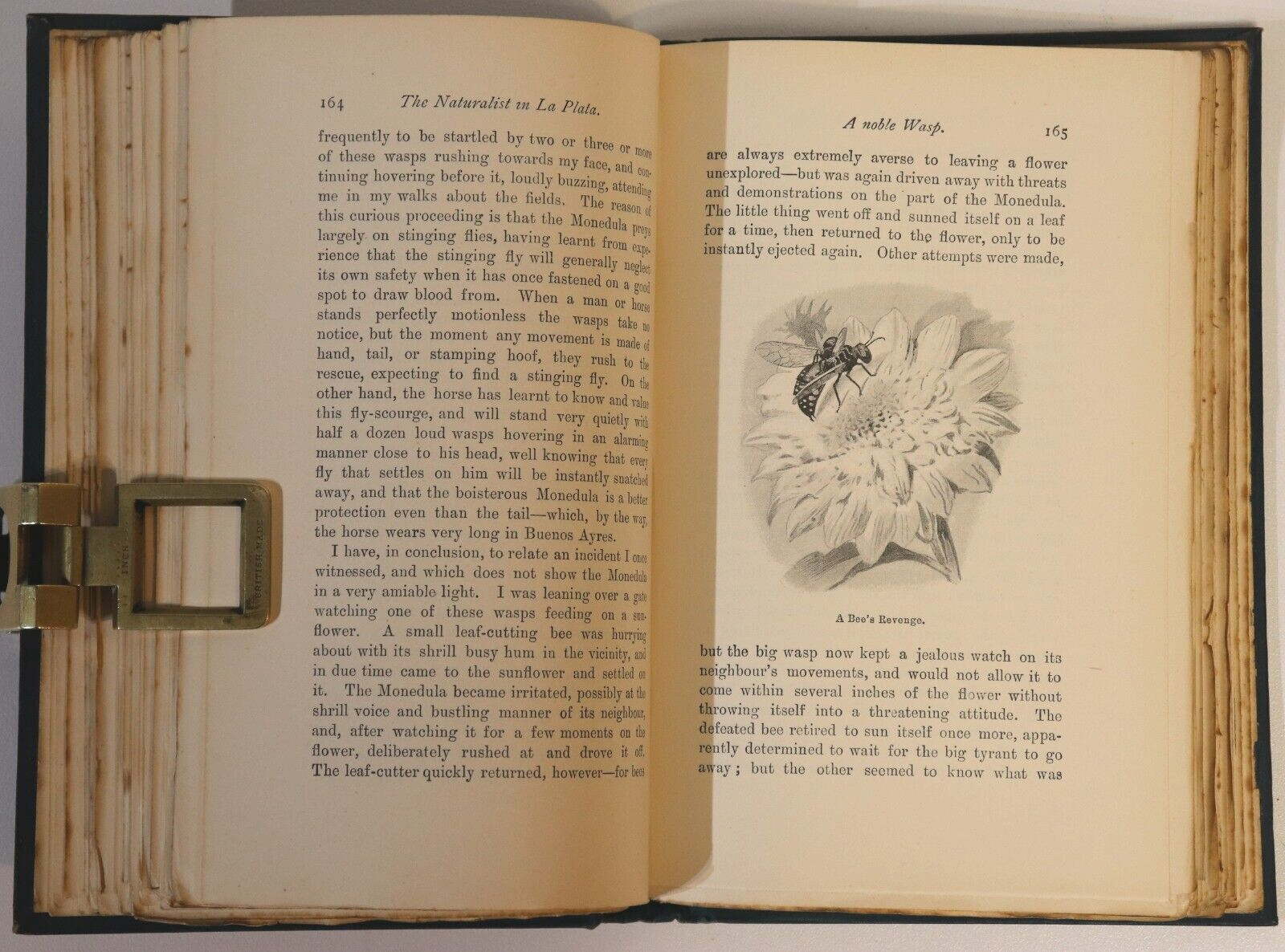 The Naturalist In La Plata by WH Hudson - 1895 - Antique Science & Nature Book