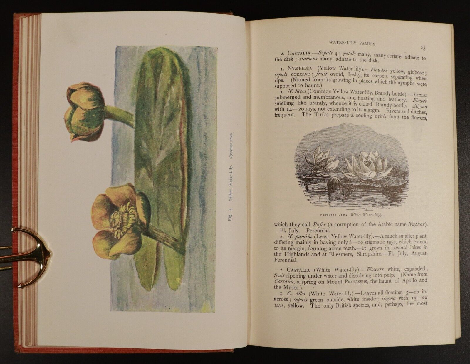 1911 Flowers Of The Field by C.A Johns Antique Flora Reference Book