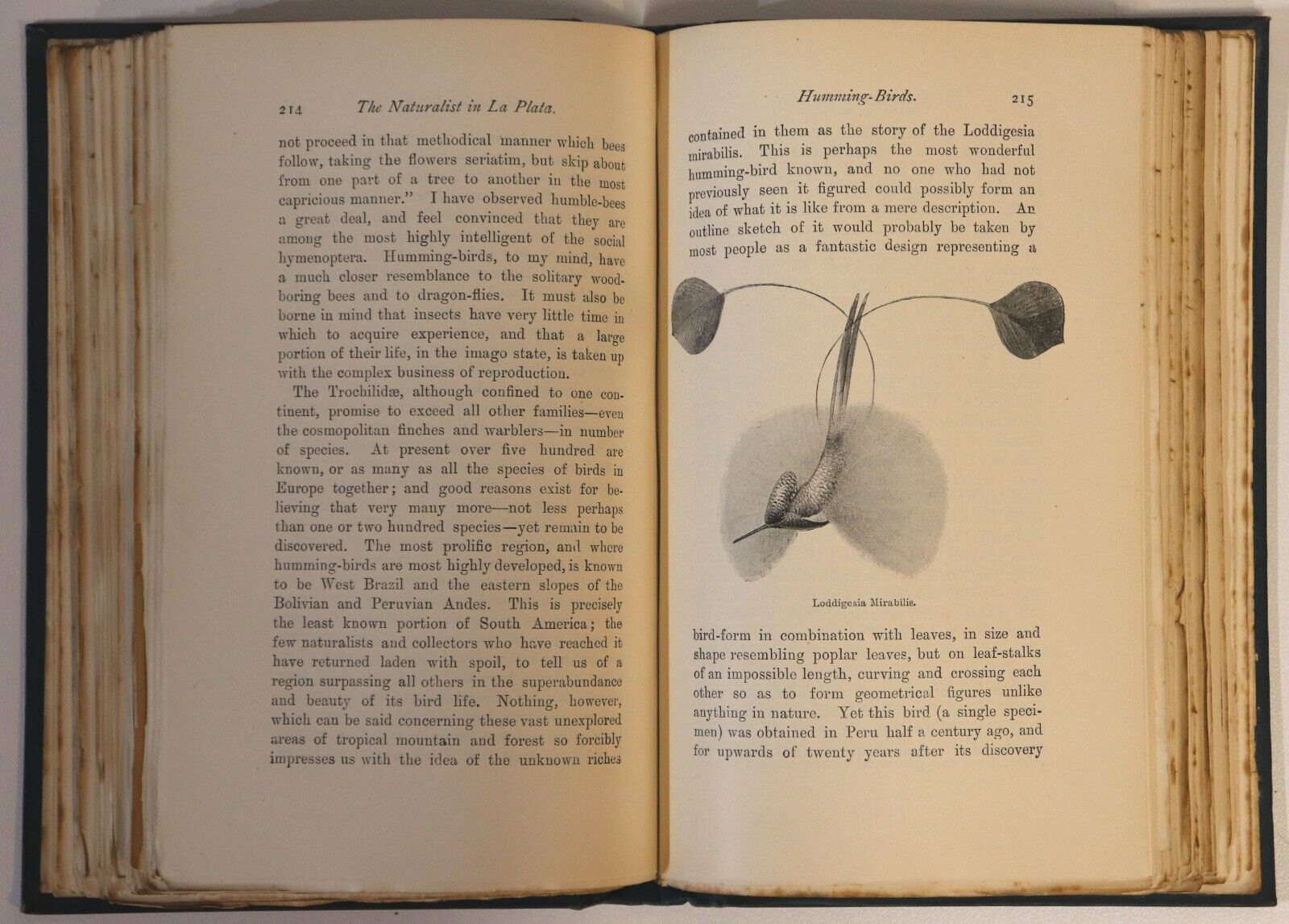 The Naturalist In La Plata by WH Hudson - 1895 - Antique Science & Nature Book