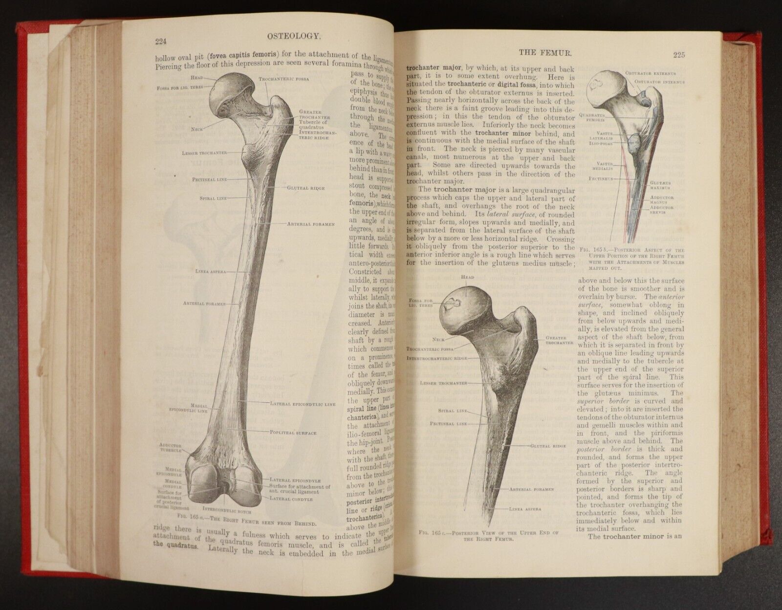 1909 Text-Book Of Anatomy by D.J. Cunningham Antique Medical Reference Book