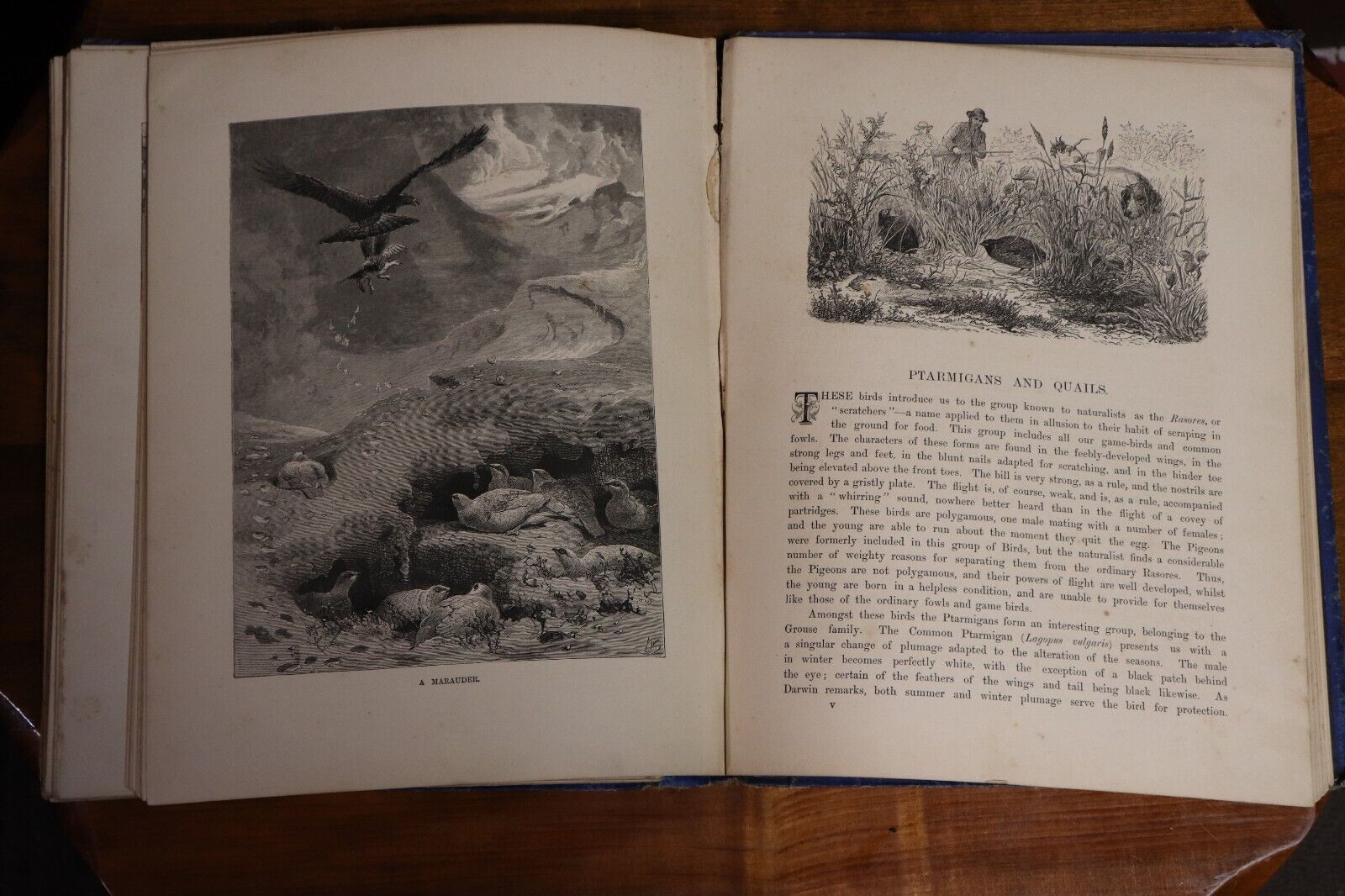 Wild Animals & Birds by Dr A. Wilson - 1882 - Antique Natural History Book