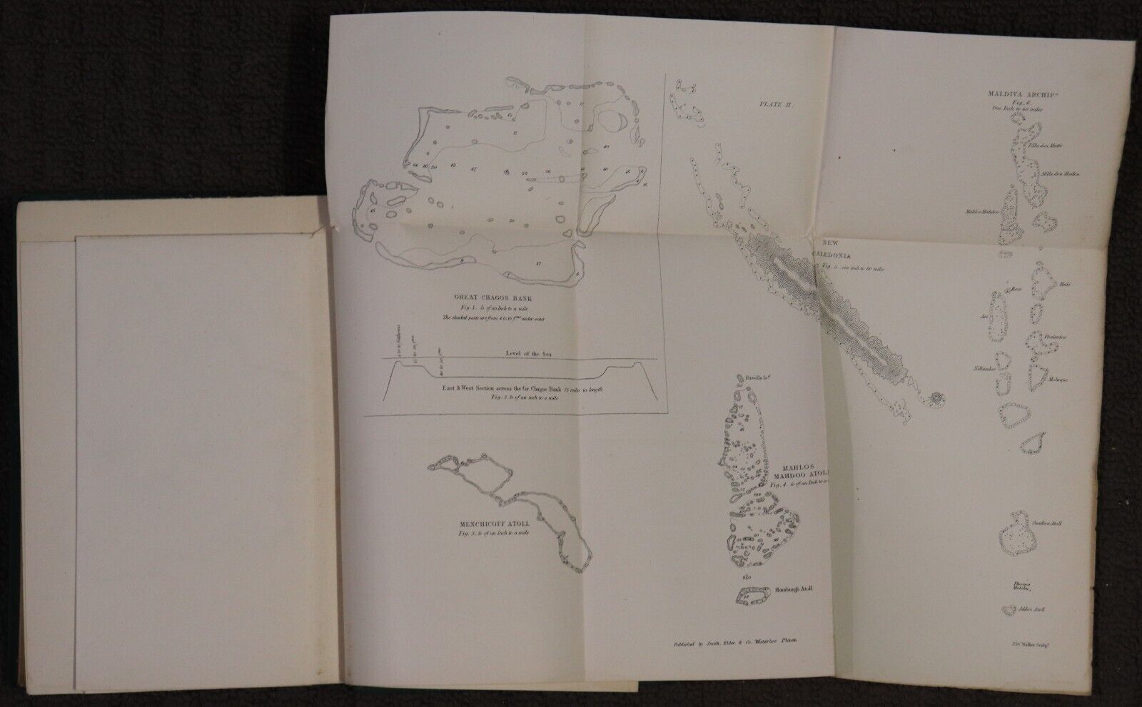 1874 Coral Reefs by Charles Darwin 2nd Edition Antiquarian Natural History Book