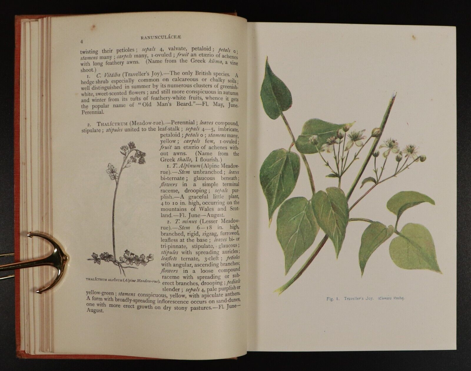 1911 Flowers Of The Field by C.A Johns Antique Flora Reference Book