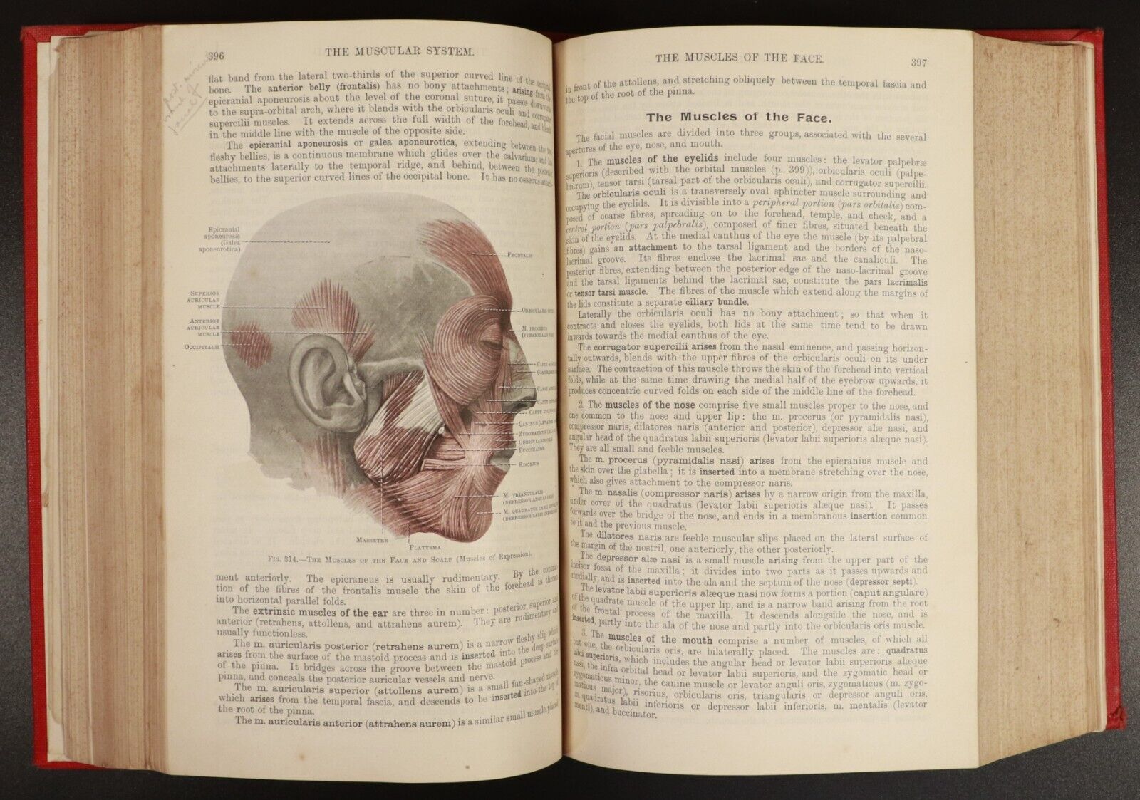 1909 Text-Book Of Anatomy by D.J. Cunningham Antique Medical Reference Book