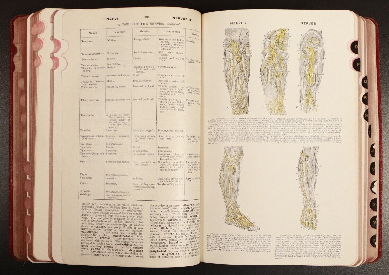 1924 American Illustrated Medical Dictionary Antique Medical Reference Book