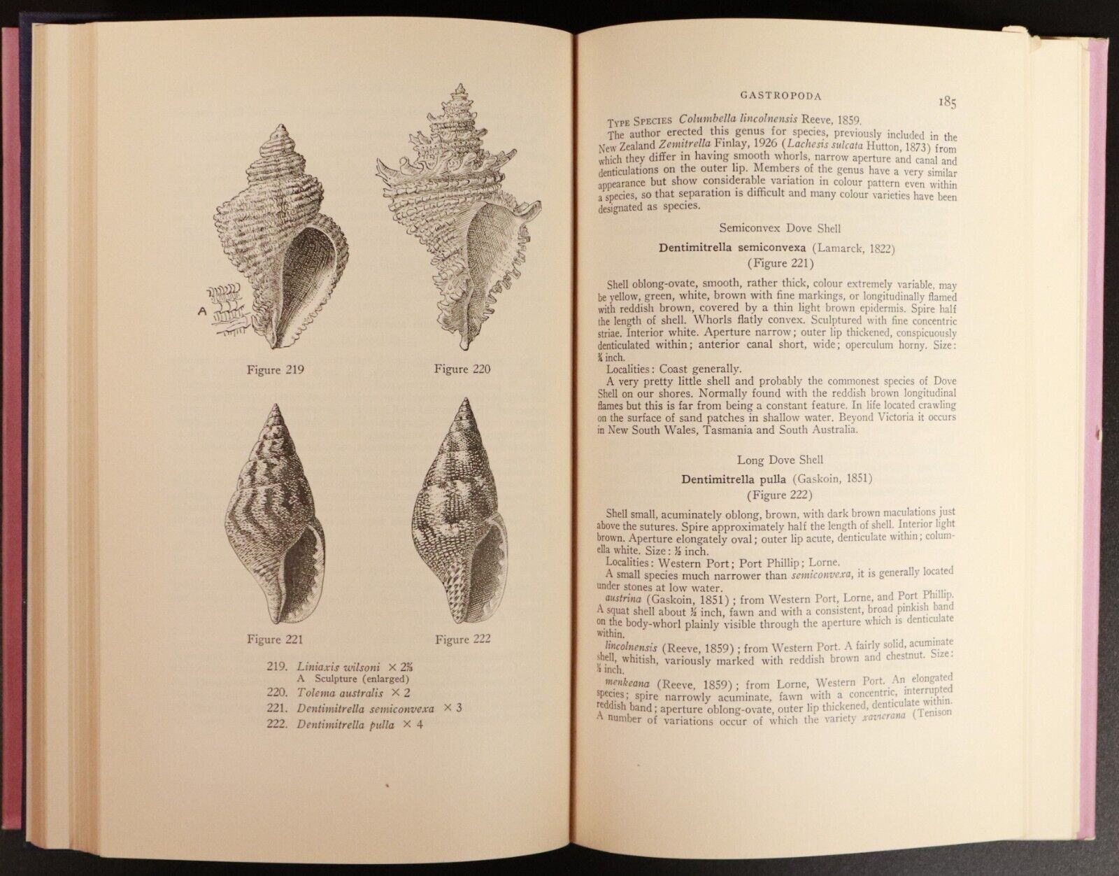 1962 Marine Molluscs Of Victoria by J Macpherson Australian Natural History Book