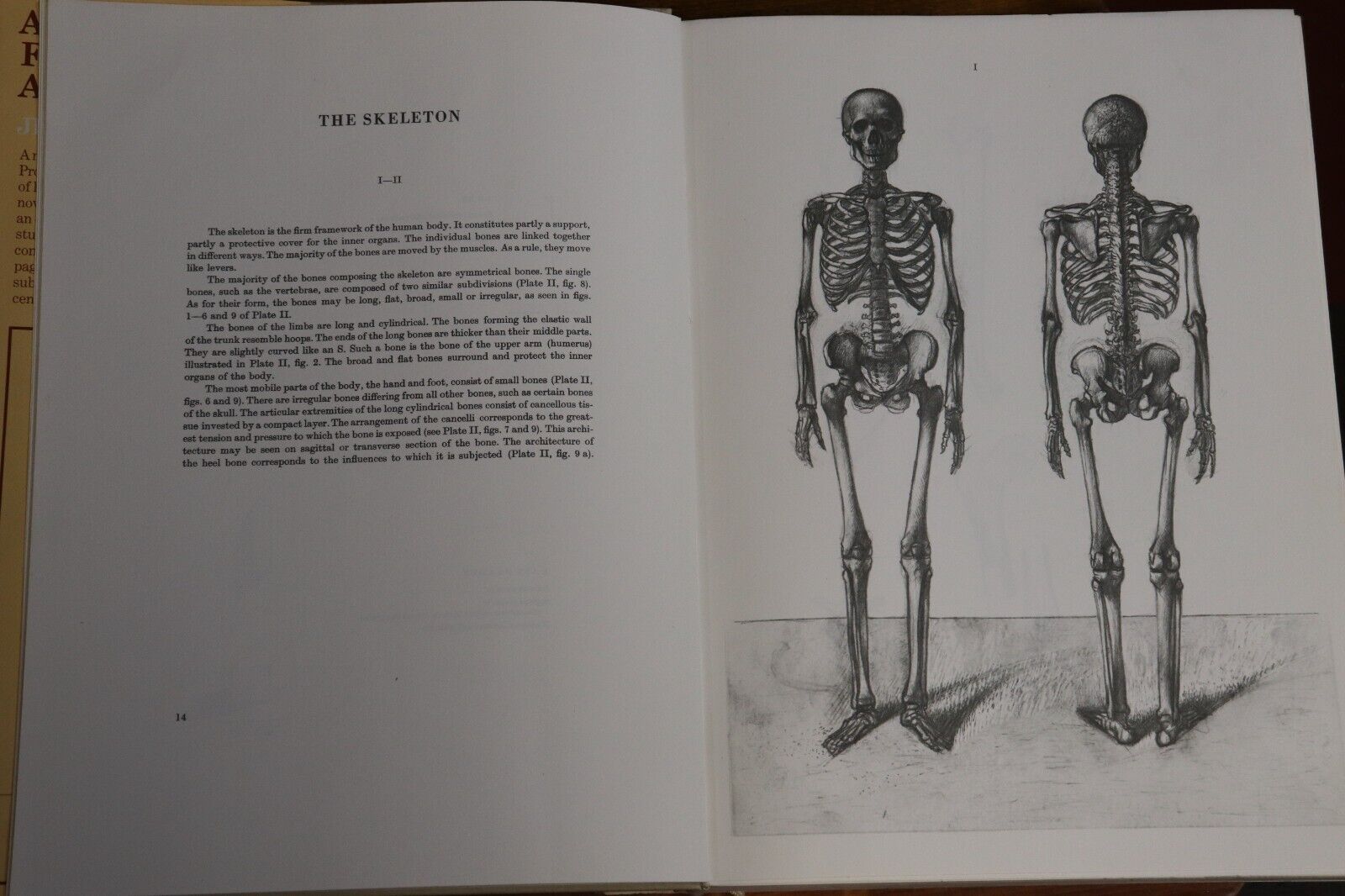 Anatomy For The Artist by Jeno Barcsay - 1973 - Vintage Art Tutorial Book