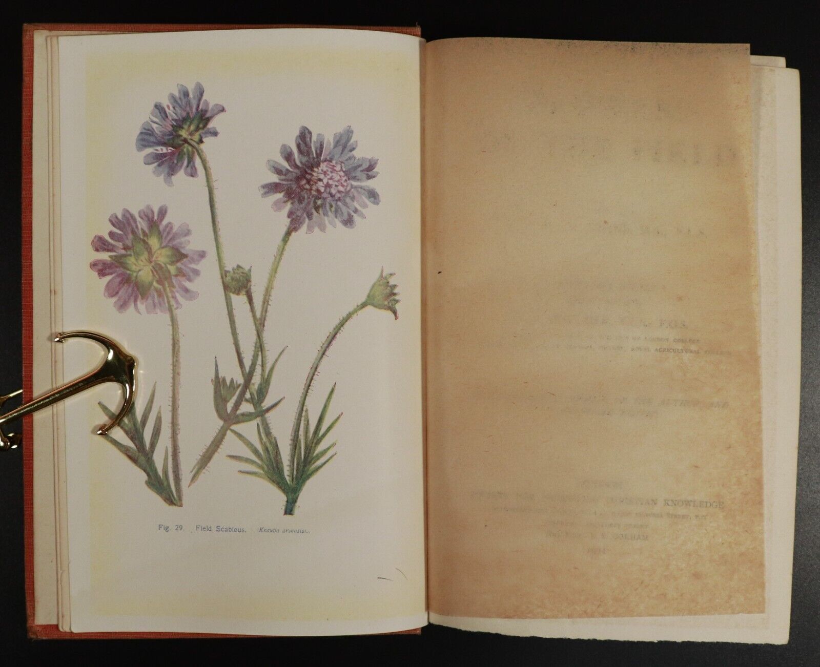 1911 Flowers Of The Field by C.A Johns Antique Flora Reference Book - 0